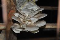 Mushrooms